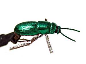 Бронзовка №10 Бронзовка №10