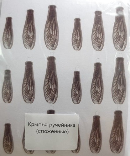 Крылышки ручейника (сложенные)