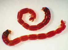 Мотыль фасованный, ЗАМОРОЖЕННЫЙ,10гр