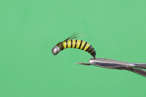 Нимфа Полосатка, кр. Kumho №16